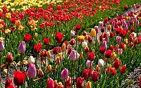 Tulip Garden Of Kashmir